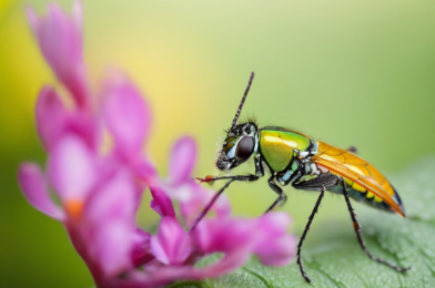 Macro Photography: Capturing the Tiny World Around Us